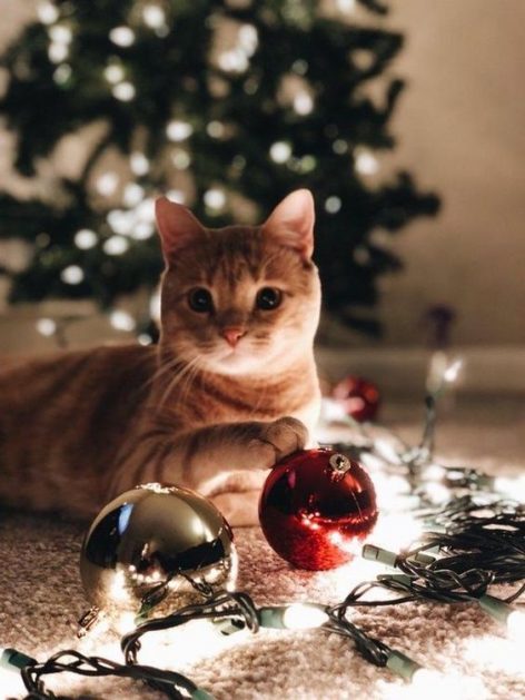 котка и коледни топки