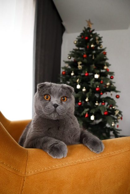 котка и изкуствена коледна елха