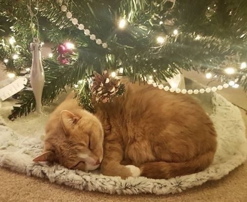 котка под коледната елха