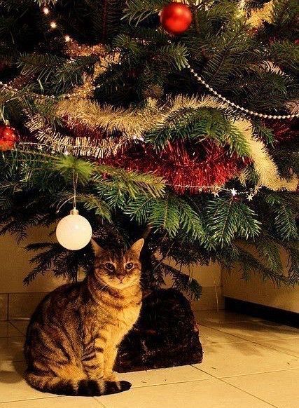 съвети за котка и коледна елха